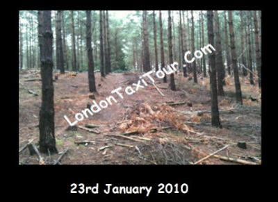 LondonTaxiTour_Com-Harry-Potter-Filming-Deathly-Hallows-Swinley-Forest-Pictures-23rd-Jan-2010-trees.jpg